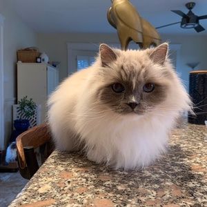 Meet your Posher, Bruce